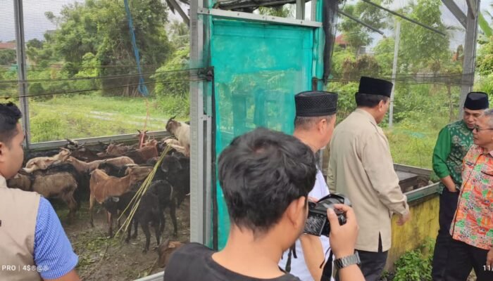 BAZNAS Bulukumba Sembelih 129 Ekor Kambing DAM Jamaah Haji, Dibagi ke Panti Asuhan dan Ponpes
