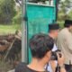 BAZNAS Bulukumba Sembelih 129 Ekor Kambing DAM Jamaah Haji, Dibagi ke Panti Asuhan dan Ponpes