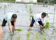 Bupati Syaharuddin Alrif Canangkan Gerakan Tanam Padi Organik di Panreng