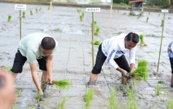 Bupati Syaharuddin Alrif Canangkan Gerakan Tanam Padi Organik di Panreng