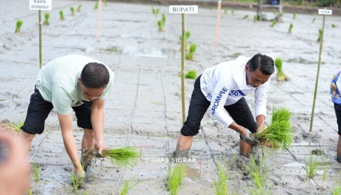 Bupati Syaharuddin Alrif Canangkan Gerakan Tanam Padi Organik di Panreng