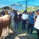 Brutus Juara Kontes Sapi Hasil IB, Bupati Andi Utta: Tahun Deplan Kita Bikin Skala Lebih Besar