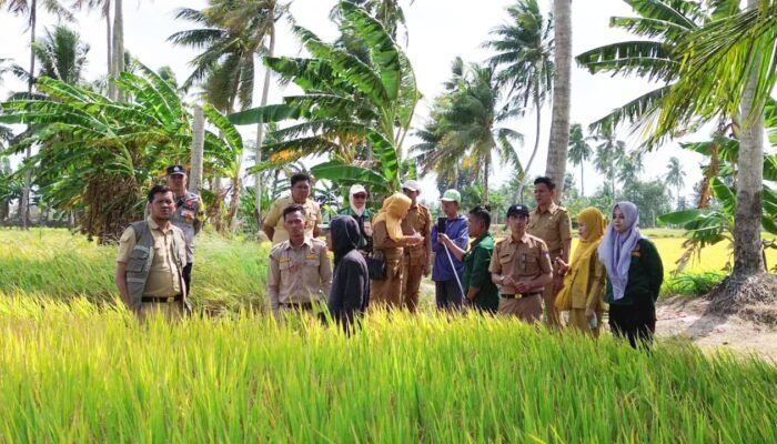 Kadis Distanhorti Pinrang Sebut Panen Padi Tiroang Jadi Simbol Optimisme di Tengah Kekeringan