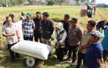 Data Ubinan Statistik Panen Padi Perdana Kecamatan Paleteang Capai 13 Ton per Hektare, Wabup Sudirman Apresiasi Ketangguhan Petani Pinrang