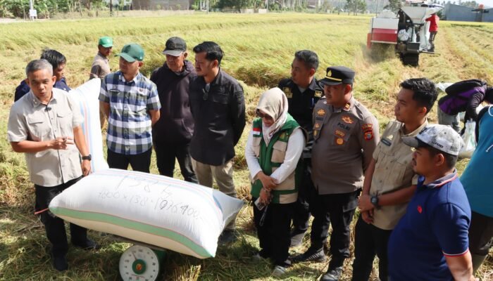 Data Ubinan Statistik Panen Padi Perdana Kecamatan Paleteang Capai 13 Ton per Hektare, Wabup Sudirman Apresiasi Ketangguhan Petani Pinrang