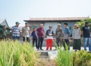 Bupati Pinrang memantau kegiatan panen padi di sejumlah desa