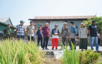 Bupati Pinrang memantau kegiatan panen padi di sejumlah desa