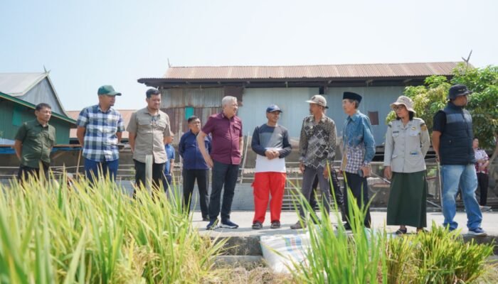 Bupati Pinrang memantau kegiatan panen padi di sejumlah desa