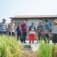Bupati Pinrang memantau kegiatan panen padi di sejumlah desa