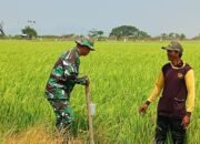 Babinsa Empagae Pantau Tanaman Padi Terdampak Kekeringan