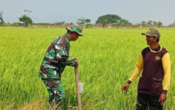 Babinsa Empagae Pantau Tanaman Padi Terdampak Kekeringan