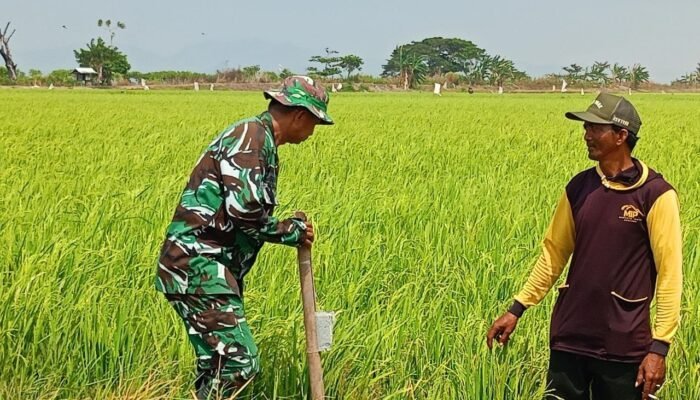 Babinsa Empagae Pantau Tanaman Padi Terdampak Kekeringan