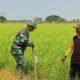 Babinsa Empagae Pantau Tanaman Padi Terdampak Kekeringan